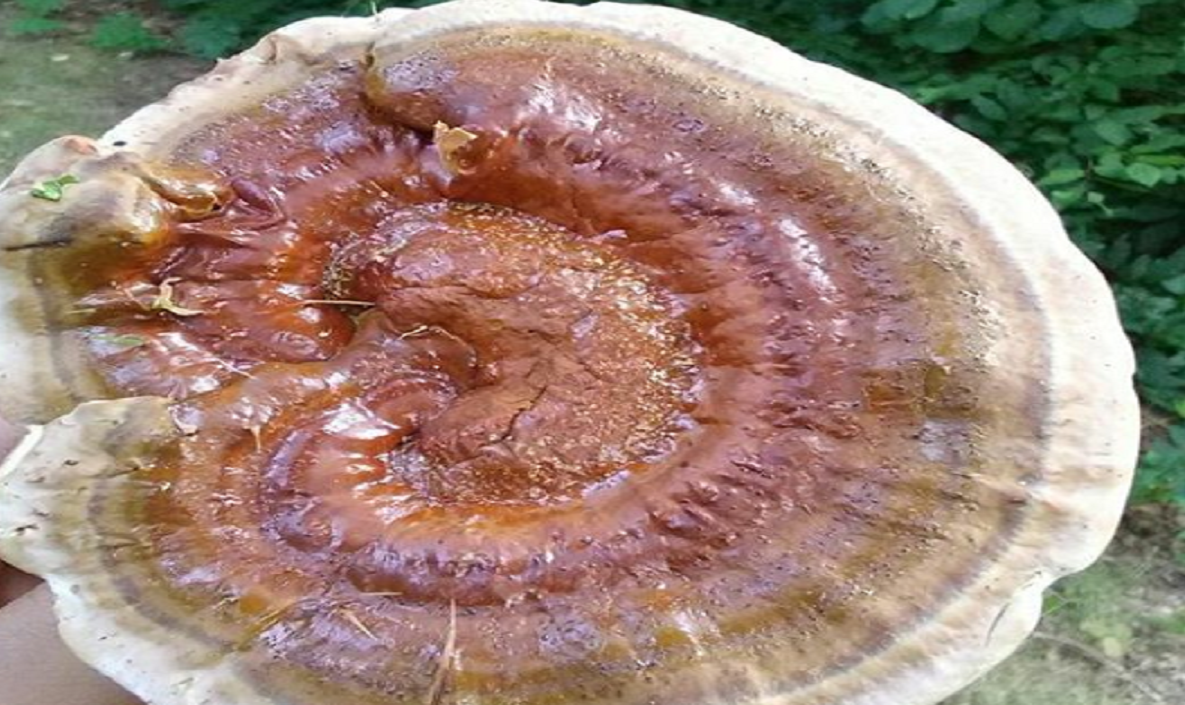 reishi chinese medicine