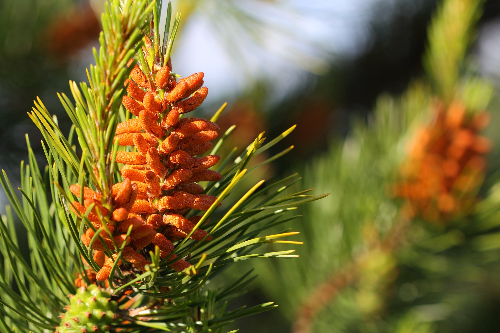pine pollen muscle building