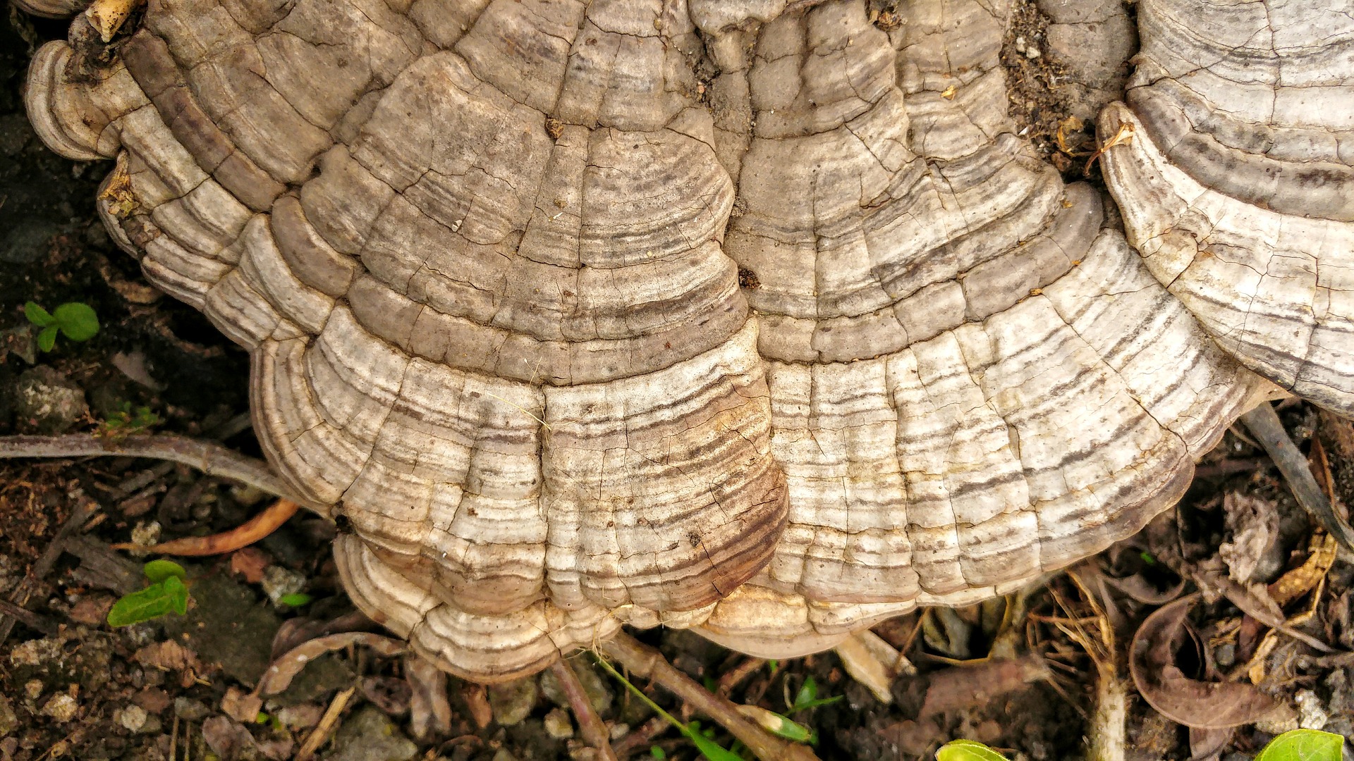 reishi mushroom candida